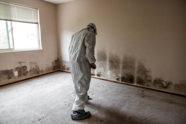 Best Comprehensive Air Testing for Mold Contaminants  in Chino Valley, AZ