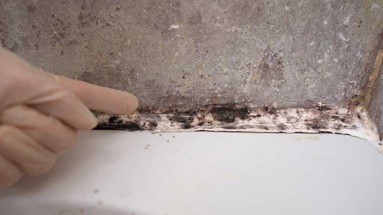 Best Basement Mold Removal  in Chino Valley, AZ